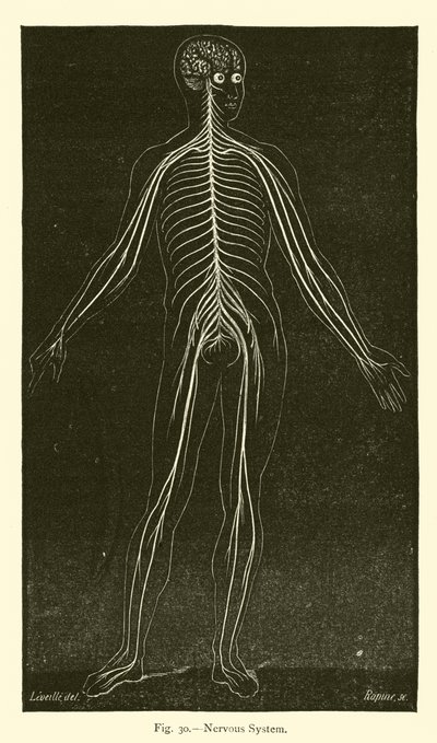 Nervous System by Leveille